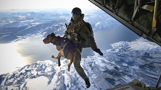 The Elite Dogs of Special Forces