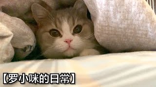 每天早上可爱猫咪撒娇日常「 罗小咪的日常 」