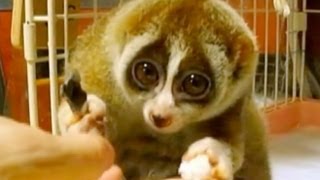 Slow Loris: Endangered for Being Cute