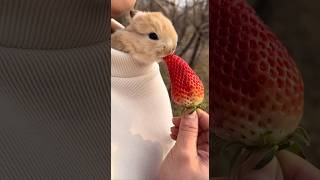 小兔子鑽到衣服裡面吃草莓。The little rabbit got under the clothes and ate strawberries. #bunny #shorts #pets