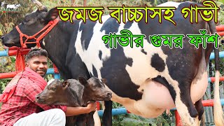 আজকে অনেকদিন পরে জমজ বাচ্চাসহ গাভীর প্রতিবেদন দেখুন। গাভীর কোন জাত নেই,দুধেই গাভীর জাত। Krishi TV