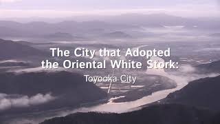 The City that Adopted the Oriental White Stork: Toyooka City