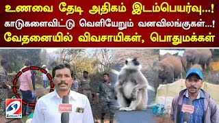 உணவை தேடி அதிகம் இடம்பெயர்வு! காடுகளைவிட்டு வெளியேறும் வனவிலங்குகள்! வேதனையில்விவசாயிகள், பொதுமக்கள்