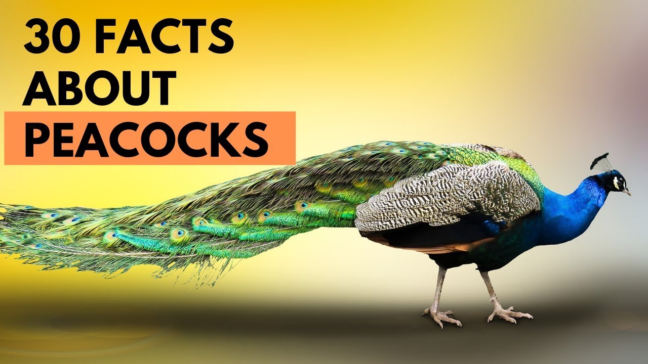 30 Facts About Peacocks - Amazing Facts About Peacocks - YouTube