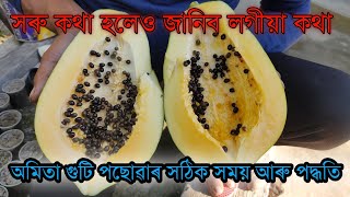 amita kheti in assam অমিতা গুটি পছোৱা ৰ সঠিক নিয়ম আৰু সময়