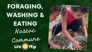 Foraging, cleaning and eating Nostoc Commune (cyanobacterium)