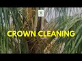 Crown Cleaning in Deejay Hybrid Coconut Trees