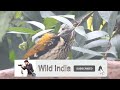 কাঠঠোকরা পাখির ডাক woodpecker bird sound lesser goldenback kaththokra pakhir dak@wildindiamit​