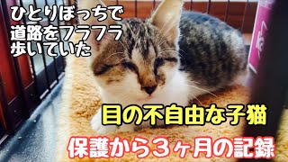 道路をフラフラ歩いていた目の不自由な子猫を保護して3ヶ月が経ちました！