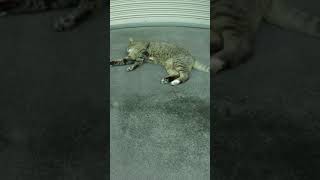 【猫動画】【野良猫】【猫】今日はここで寝るわ