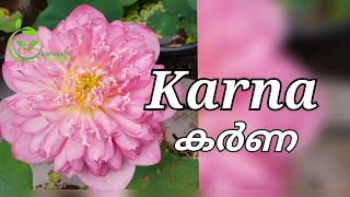 Karna|കർണ #subscribers #lotusgarden #gardenplants #garden #plants #pinklotus #viralvideo #trending