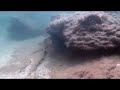 春田浜の磯の魚　屋久島　yakushima