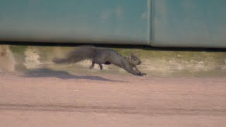 Squirrel runs on the field at Comerica Park