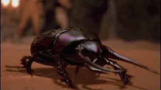 Flesh-Eating Scarab Beetles Compilation -The Mummy