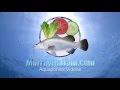 Aquaponics - Design Your Own System