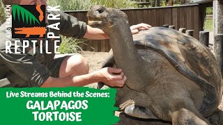 LIVE WITH HUGO THE TORTOISE | AUSTRALIAN REPTILE PARK