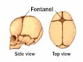 குழந்தையின் மென்மையான புள்ளிகள் fontanels