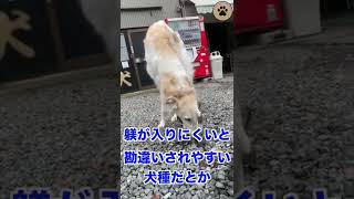 ボルゾイが慣れて甘え始めたゾイ！#shorts