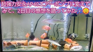 超強力安永AP40エアーポンプに変えてみて2日目の感想を語ってみた🎵😊