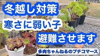 【多肉植物】冬越し対策はじめました❄️寒さに弱い子避難させます❗️アエオニウム から‼️