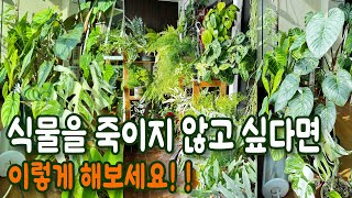 식물 킬러를 고수로 만든 이유 있는 비법 / 식물을 죽이지 않고 싶다면 이렇게 해보세요 / 식물초보 대탈출 성공 가이드