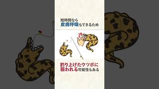 【ウツボ】サメより怖い？海のギャング「うつぼ」に関する雑学 #ウツボ #shorts #雑学 #雑学ラジオ #雑学聞き流し #雑学王 #豆知識 #暇つぶし #1分雑学