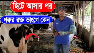 গাভী হিটে আসার পর কেন রক্ত পড়ে।।বকনা গরু বীজ দেওয়ার পর  রক্ত ভাংগে কেন ।।