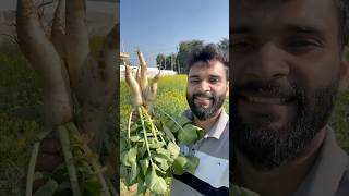 Aaj apne khet se kuch sabjiya leke aaya..#minivlog #dailyshorts #shorts #family #familyvlog #farming