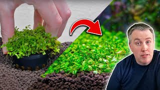 How to Plant a Carpet in Your Aquarium (The Easy Way!)
