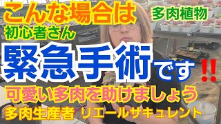 【多肉植物】【ガーデニング】多肉初心者🔰さん‼️こんな時は緊急手術です‼️可愛い多肉を助けましょう🎵2022年1月3日