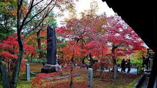 東福寺の紅葉