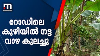 റോഡിലെ കുഴിക്ക് അപായ സൂചനയായി നട്ട വാഴ കുലച്ചു; വേറിട്ട പ്രതിഷേധവുമായി നാട്ടുകാർ