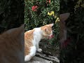 biasalah si oyen 🤣🤣 catlover catvideos funny kocak funnycats kucinglucu viral kucingoren