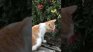 Biasalah si oyen 🤣🤣 #catlover #catvideos #funny #kocak #funnycats #kucinglucu #viral #kucingoren