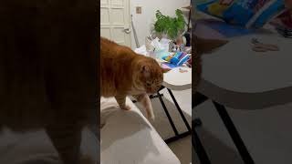 【ねこのロデム】 愛情に飢えてるのか？#ねこのロデム #ねこ動画 #ねこのいる生活 #shorts