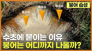 수초에 붙이는 이유? / 수초 포인트 - 붕어의 먹이활동 (어디까지 나오는가?)