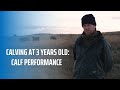 Calving at 3 Years Old: Calf performance