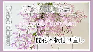 ▷013 【デンドロ 】10年ぶり⁈放置した板付けのデンドロをつけ直します