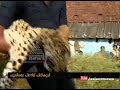 forest guard catch leopard from wayanad chulliyode fir 7 jan 2017