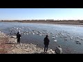 岩倉橋下白鳥「パンの給餌」風景