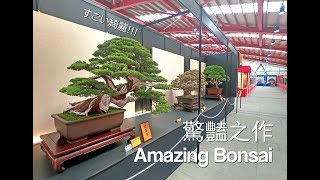 2019 華風展 Hwa-Fong Bonsai Exhibition