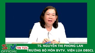 STV -  Vì sao chuột trên ruộng lúa ngày càng khó quản lý?