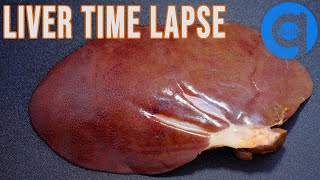 Pig Liver Time Lapse - Rotting Time Lapse