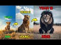 🦁 Lion's Life Documentary | Dream Motion