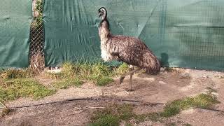 Female emu drumming - emu sound