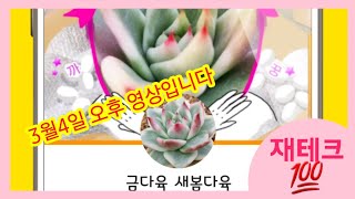 새봄다육#3월4일 (2탄)올렸습니다 콩마리아/불루진군생/마리아군생/엘크혼을 착하게 드립니다~^^