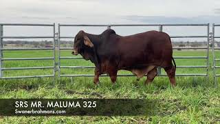 SRS MR.  MALUMA 325