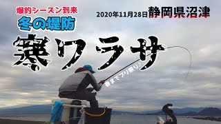 沼津の堤防で寒ワラサ釣り⇒釣果が大イナダ、大ワラサ!!冬の沼津の海は青物釣りシーズンが到来したヨ!!