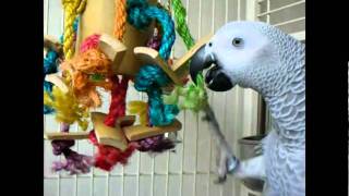 gray parrot -- 灰鸚 cuckoo  宅鳥.