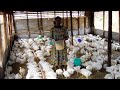 comment reussir  l'elevage des poulets de chairs en afrique avec un petit budget